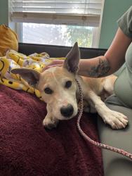 Found/Stray Male Dog last seen In front of yokes, Pasco, WA 99301