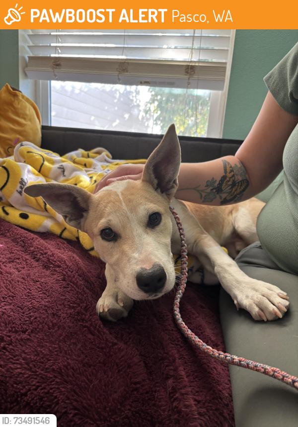 Found/Stray Male Dog last seen In front of yokes, Pasco, WA 99301