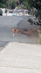 Found/Stray Unknown Dog last seen Primrose and blackthorn, El Cajon, CA 91944