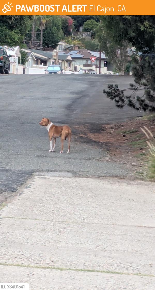 Found/Stray Unknown Dog last seen Primrose and blackthorn, El Cajon, CA 91944