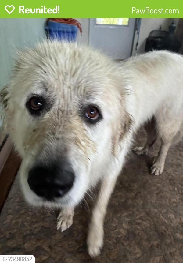 Reunited Unknown Dog last seen Conrad Sawmill / Grapevine, Lewisville, NC 27023