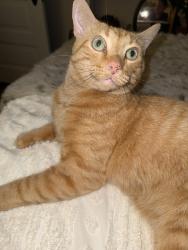 Reunited Male Cat last seen Near N Spring St, Elgin, IL 60120