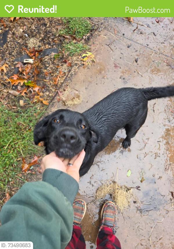 Reunited Male Dog last seen Sulphur Springs rd Flowers Lane, Hiddenite, NC 28636
