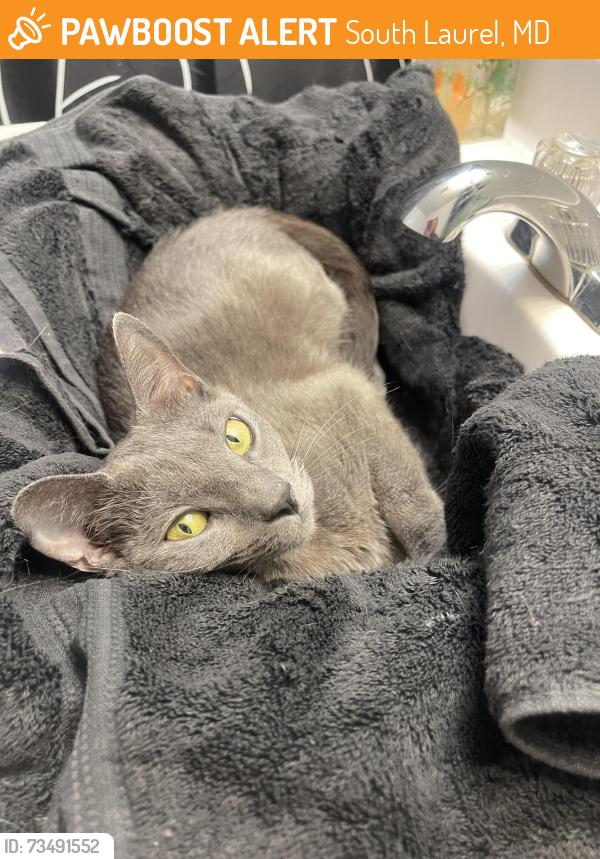 Found/Stray Unknown Cat last seen Miles Court and Merrill Lane, South Laurel, MD 20708