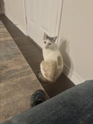 Lost Male Cat last seen Theralite Trail and Sulphur Trace, San Antonio, TX 78253