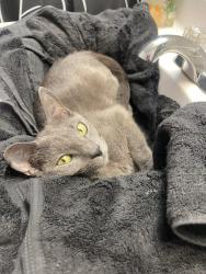 Found/Stray Unknown Cat last seen Miles Court and Merrill Lane, South Laurel, MD 20708