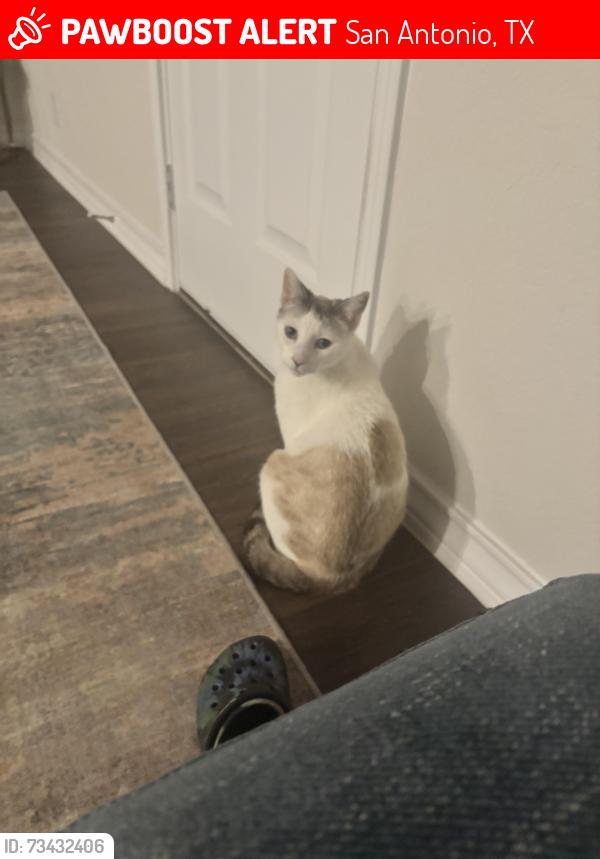 Lost Male Cat last seen Theralite Trail and Sulphur Trace, San Antonio, TX 78253