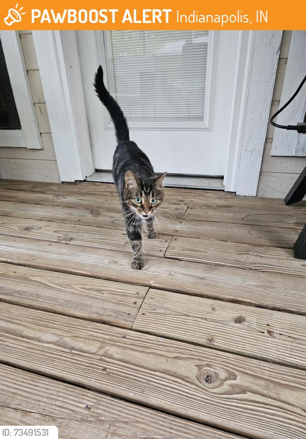 Found/Stray Female Cat last seen Windsong Neighborhood by Amy Beverland Elem., Indianapolis, IN 46236