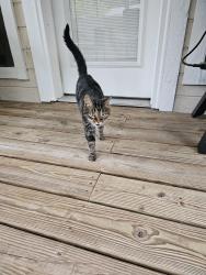 Found/Stray Female Cat last seen Windsong Neighborhood by Amy Beverland Elem., Indianapolis, IN 46236