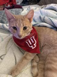 Lost Male Cat last seen Rockville & Lynhurst, Indianapolis, IN 46241