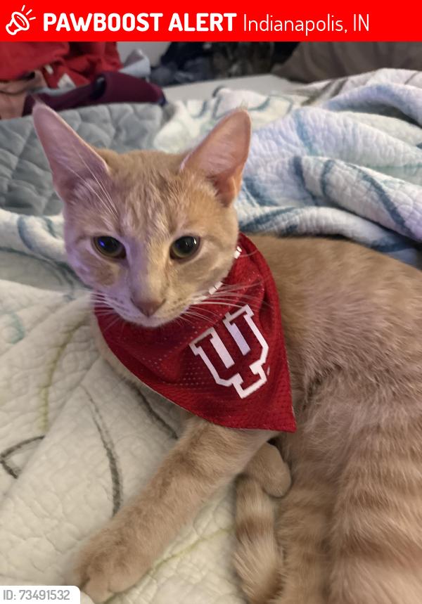 Lost Male Cat last seen Rockville & Lynhurst, Indianapolis, IN 46241