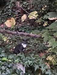 Found/Stray Unknown Cat last seen Chamberlayne elementary school, Chamberlayne, VA 23227