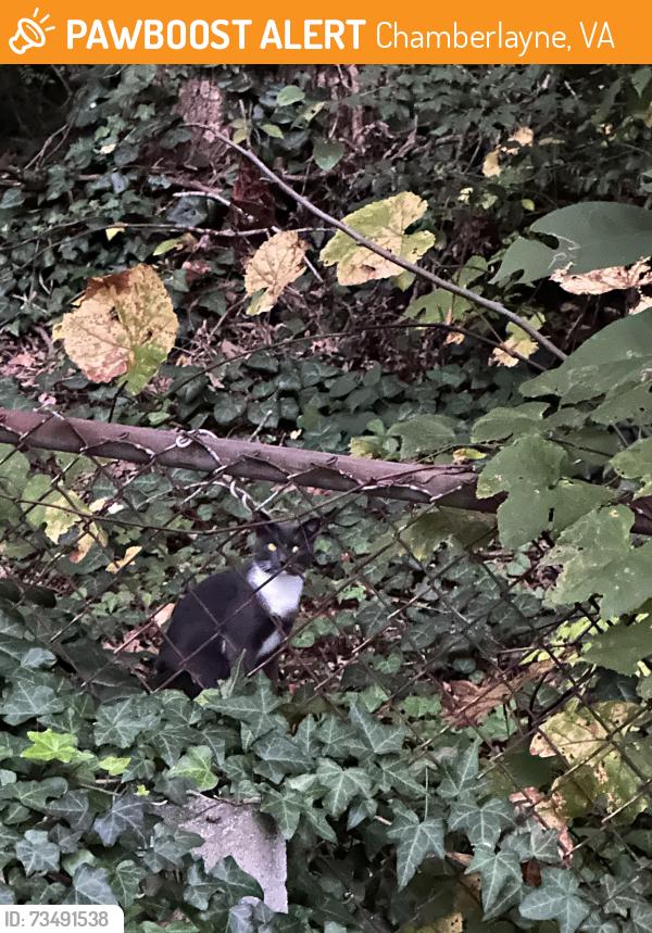 Found/Stray Unknown Cat last seen Chamberlayne elementary school, Chamberlayne, VA 23227