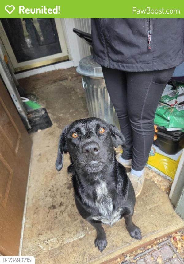Reunited Male Dog last seen Sulphur Springs rd Flowers Lane, Hiddenite, NC 28636