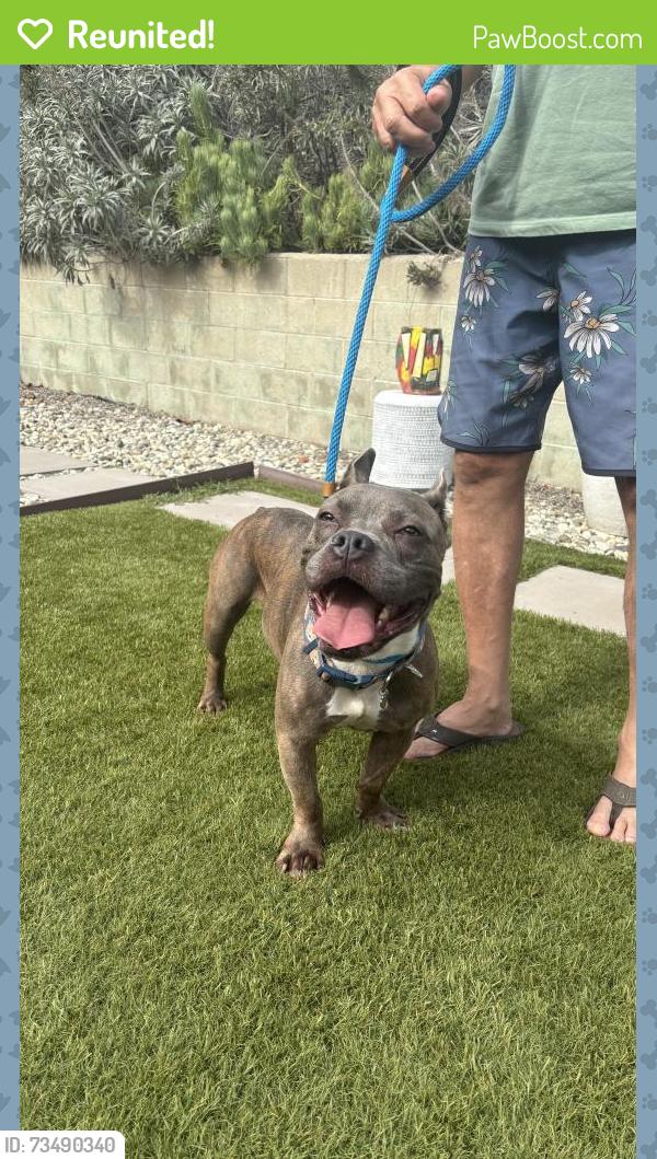 Reunited Male Dog last seen Baldwin Hills ests, Los Angeles, CA 90008