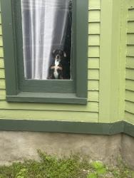 Reunited Male Dog last seen Child St & Maple St, Rochester, NY 14606