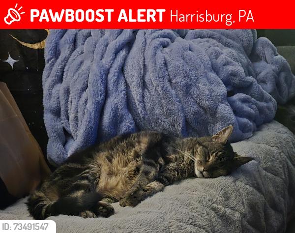 Lost Male Cat last seen Houcks Rd, Harrisburg, PA 17109