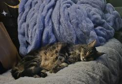 Lost Male Cat last seen Houcks Rd, Harrisburg, PA 17109
