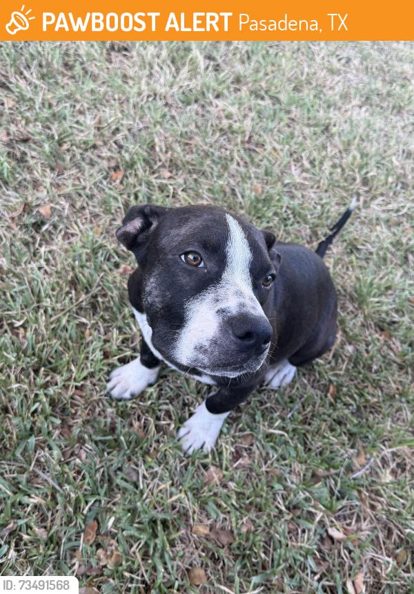 Found/Stray Male Dog last seen Tostada regia y oasis restaurant, Pasadena, TX 77502