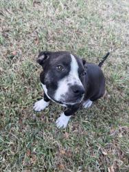 Found/Stray Male Dog last seen Tostada regia y oasis restaurant, Pasadena, TX 77502