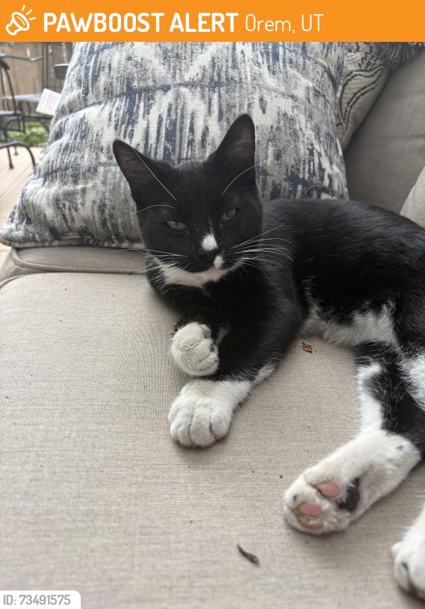 Found/Stray Male Cat last seen Near north Orem, Orem, UT 84097