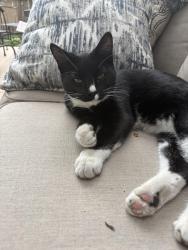 Found/Stray Male Cat last seen Near north Orem, Orem, UT 84097