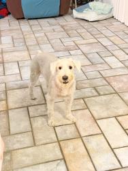 Reunited Male Dog last seen Santa monica blvd near Atkinson elementary, Houston, TX 77089