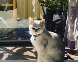 Lost Male Cat last seen Laggan road, Canning Vale, WA 6155
