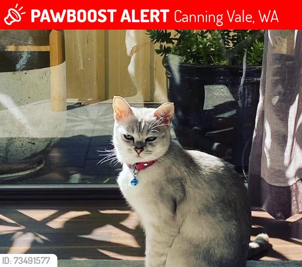 Lost Male Cat last seen Laggan road, Canning Vale, WA 6155