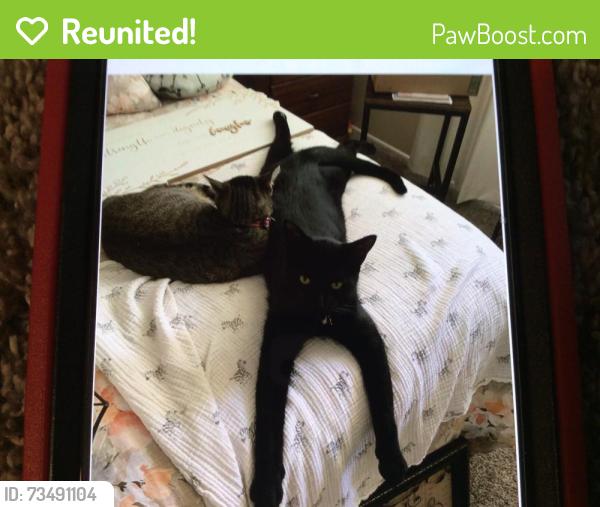 Reunited Male Cat last seen Lyon- Wesley- Teakwood Pl., Hemet, CA 92543