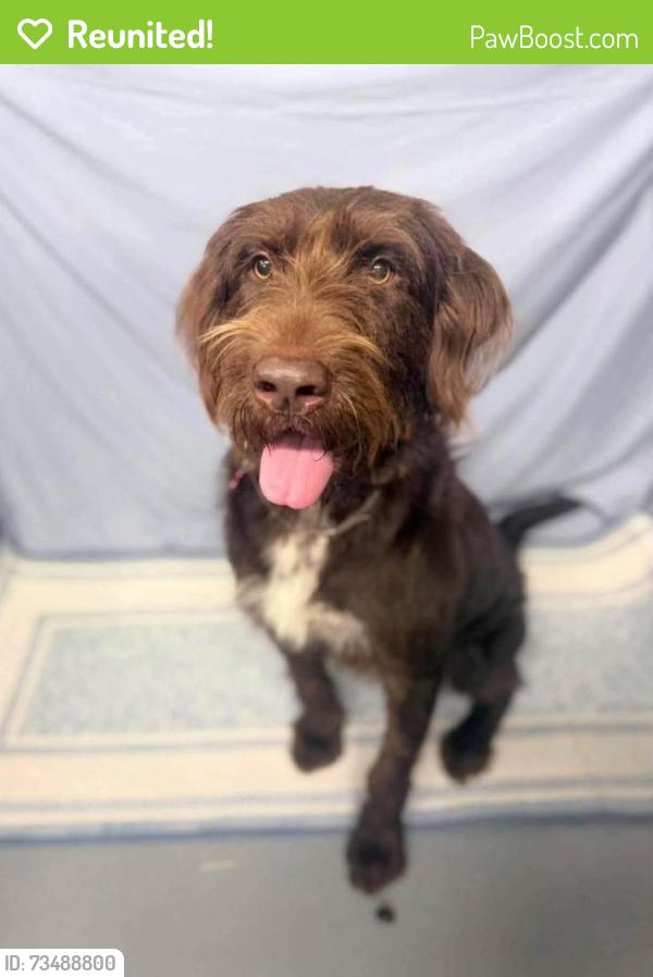 Reunited Female Dog last seen Pecos & 68th, Denver, CO 80221