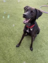 Reunited Male Dog last seen Pleasant Ridge Road and Pleasant Top Road in Arlington, Arlington, TN 38002