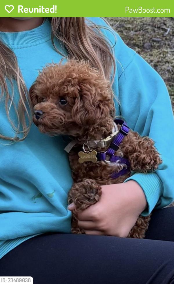 Reunited Female Dog last seen 18/162, Vancouver, WA 98684