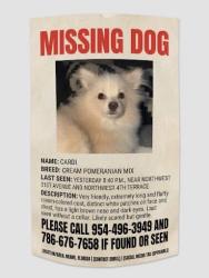 Lost Male Dog last seen , close to the intersection in question., Miami, FL 33125