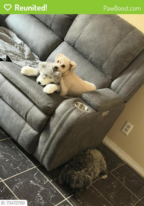 Reunited Male Dog last seen Copper & tramway, Albuquerque, NM 87123