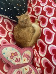 Reunited Female Cat last seen robert’s market, Los Angeles, CA 90045
