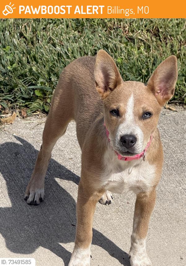 Found/Stray Female Dog last seen M Hwy, 413, Jasmine Road area, Billings, MO 65610