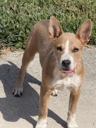 Found/Stray Female Dog last seen M Hwy, 413, Jasmine Road area, Billings, MO 65610