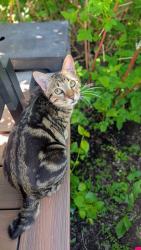 Lost Male Cat last seen Traffic circle near home, Langdon, AB T0J 1X2