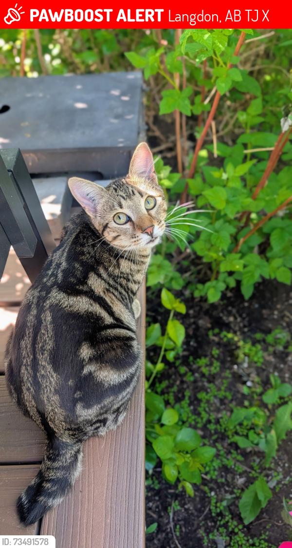 Lost Male Cat last seen Traffic circle near home, Langdon, AB T0J 1X2