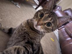 Lost Female Cat last seen Daffodil crescent, Virginia Beach, VA 23453