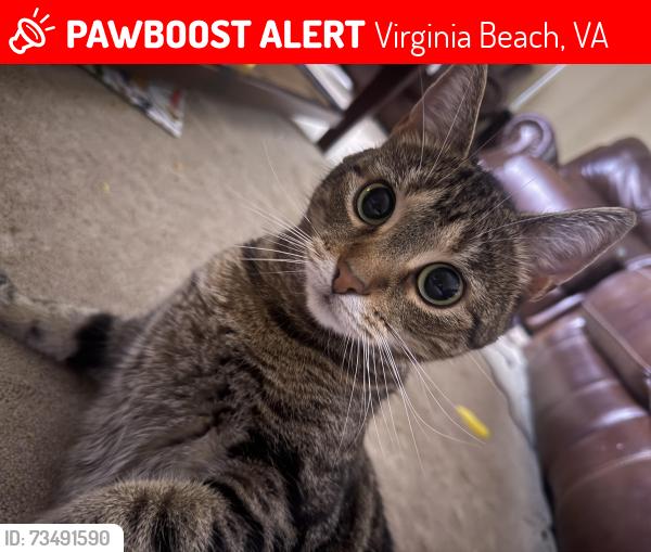 Lost Female Cat last seen Daffodil crescent, Virginia Beach, VA 23453