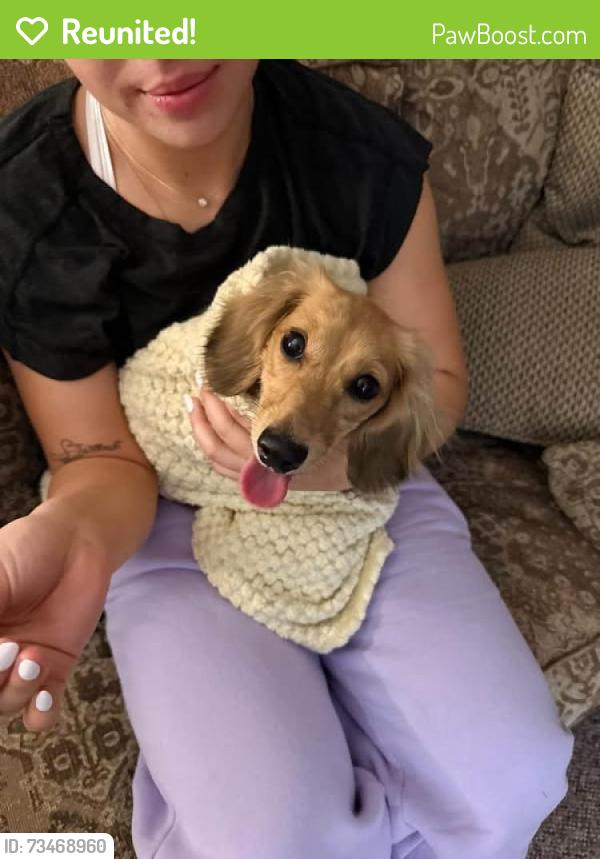 Reunited Female Dog last seen Baptist Church, Florence, TX 76527