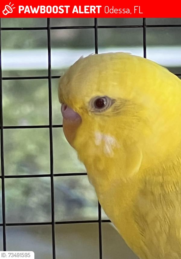 Lost Unknown Bird last seen Near sentry woods ct, Odessa, fl, Odessa, FL 33558