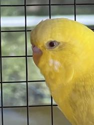 Lost Unknown Bird last seen Near sentry woods ct, Odessa, fl, Odessa, FL 33558