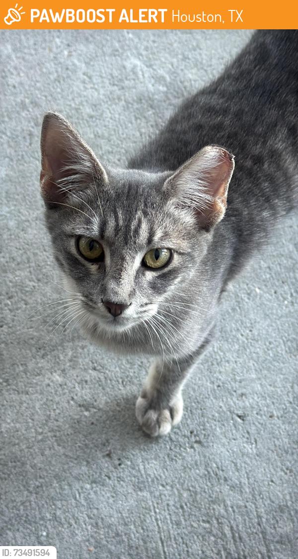 Found/Stray Female Cat last seen Near Gold St and Kelley St, Houston, TX 77026