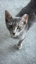 Found/Stray Female Cat last seen Near Gold St and Kelley St, Houston, TX 77026