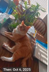 Lost Male Cat last seen Auburn Folsom / Pacific Ave, Auburn, CA 95603