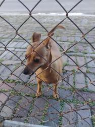 Found/Stray Female Dog last seen Byerle cir and w. Chelsea st., Tampa, FL 33634