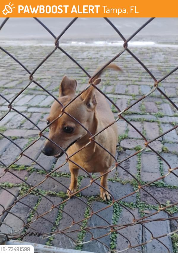 Found/Stray Female Dog last seen Byerle cir and w. Chelsea st., Tampa, FL 33634